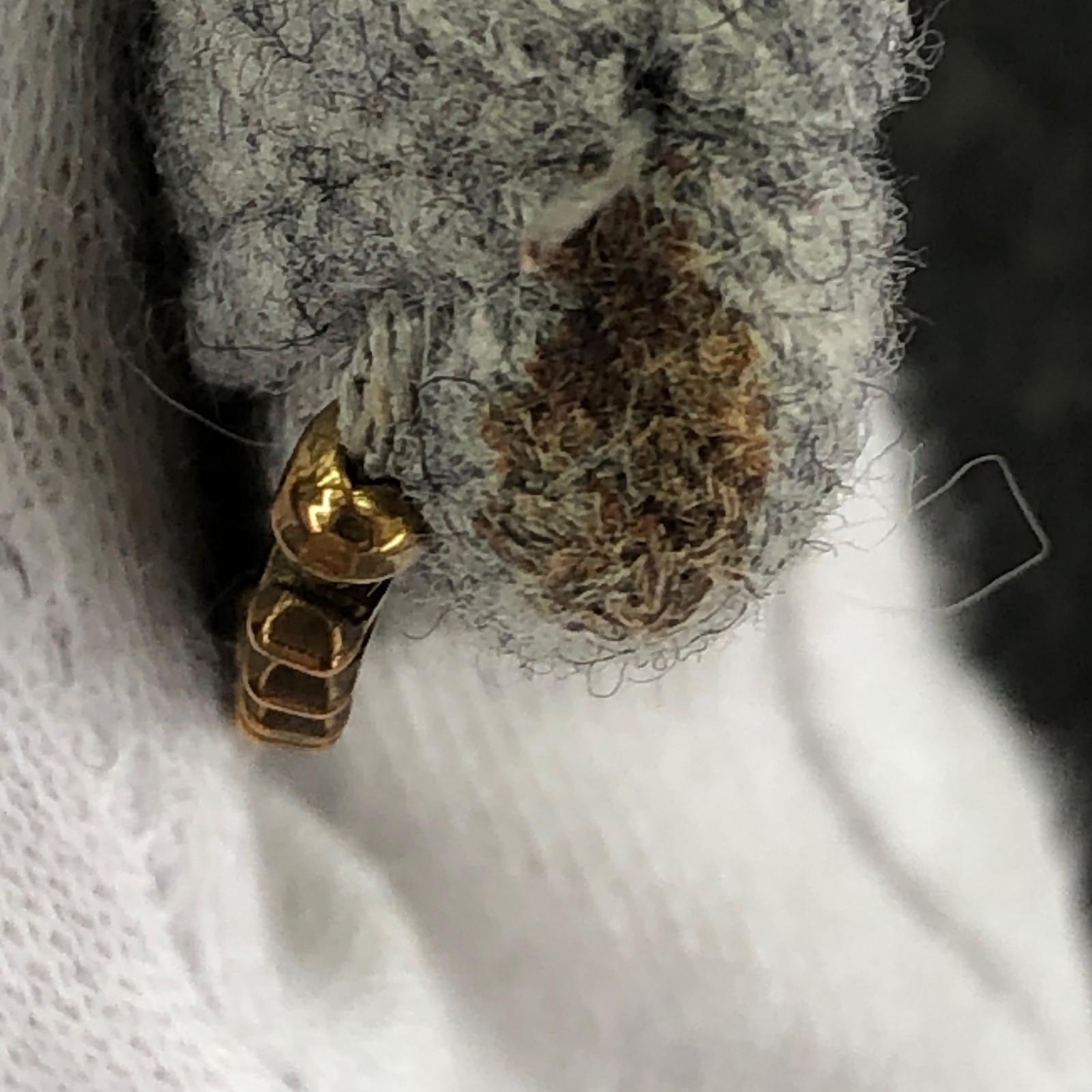 その他アウター ウールコート GRY