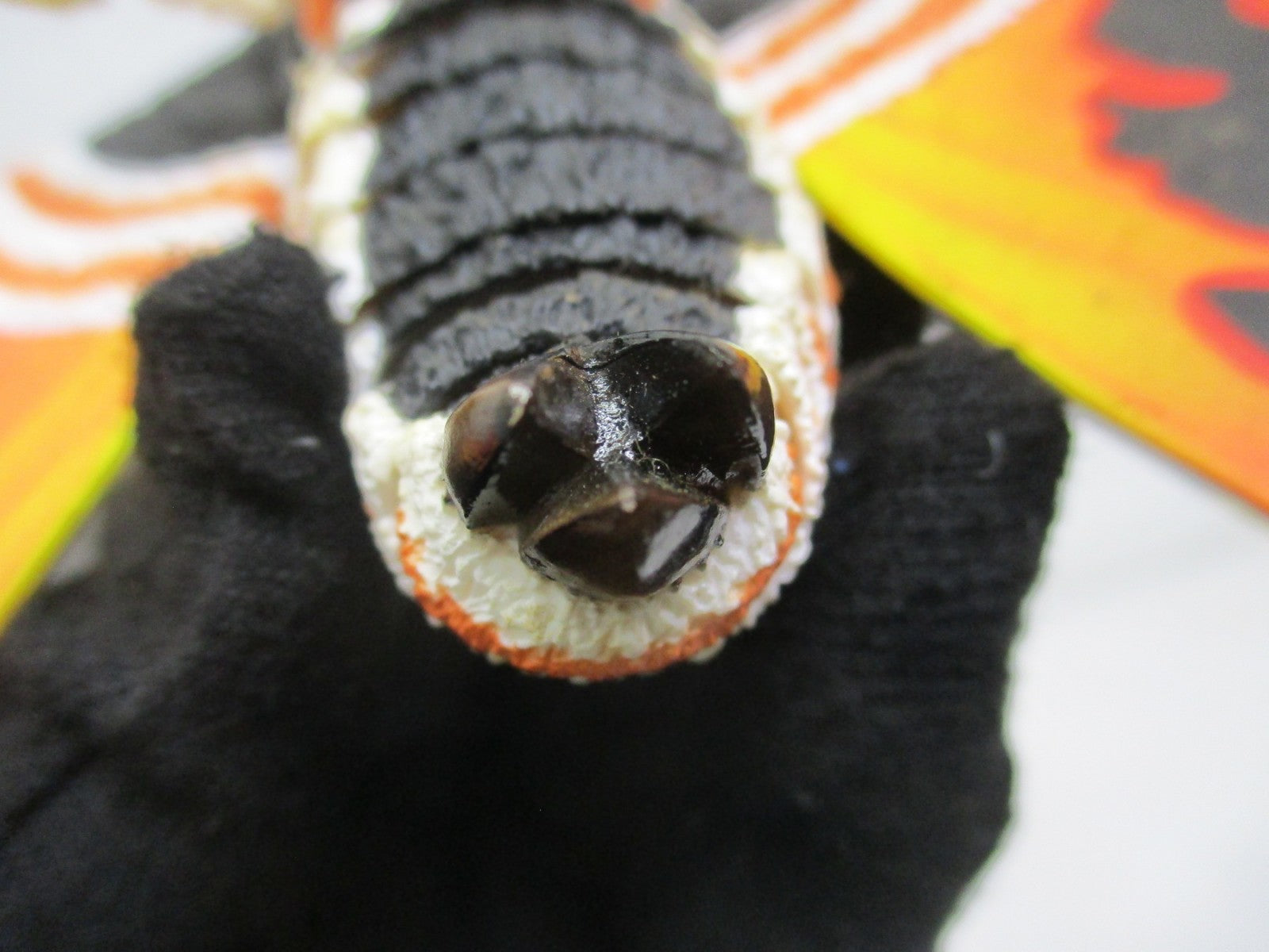 S.H.MonsterArts モスラ(成虫) フィギュア/グッズ
