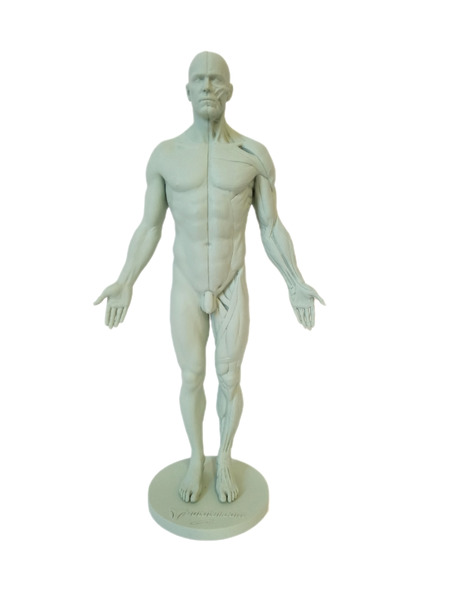 3DTotal Anatomy