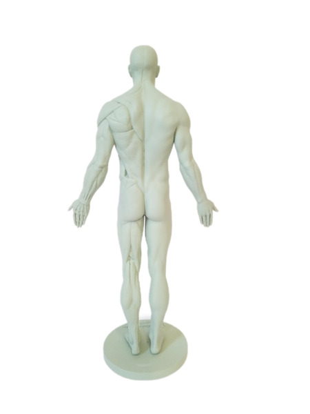 3DTotal Anatomy