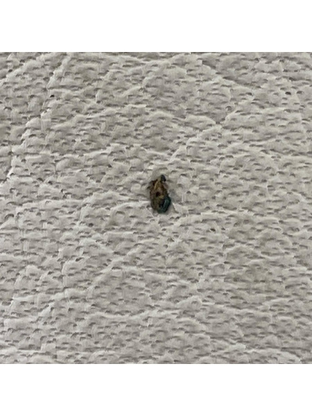 CUSHMAN waldesジッパー スタジャン 赤 (M)